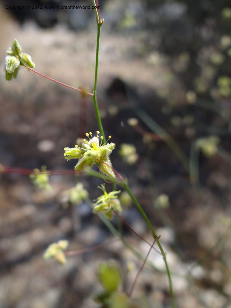 Eriogonum inflatum, Davidson, C 11926--AZ. Yavapai Co. Crown King Rd. 7 May 2012. DSC0894 1 (104).JPG