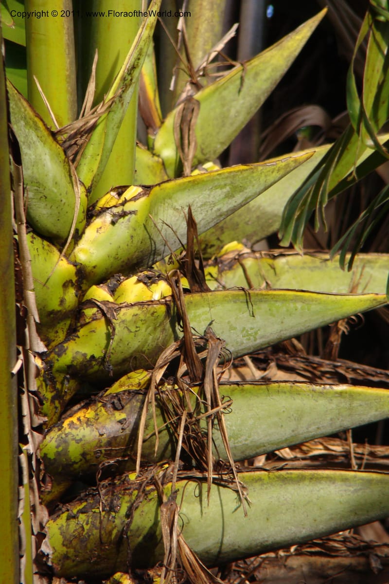 Ravenala madagascariensis, not coll.--Madagascar. Prov. Fianarantsoa. RN 12. 14 Jan 09. 322.jpg