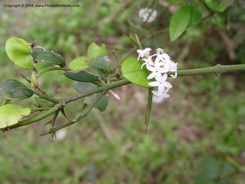 Carissa bispinosa--So. Africa. Durban. Zimbali Golf Estates. 3 Oct 03. 043.jpg