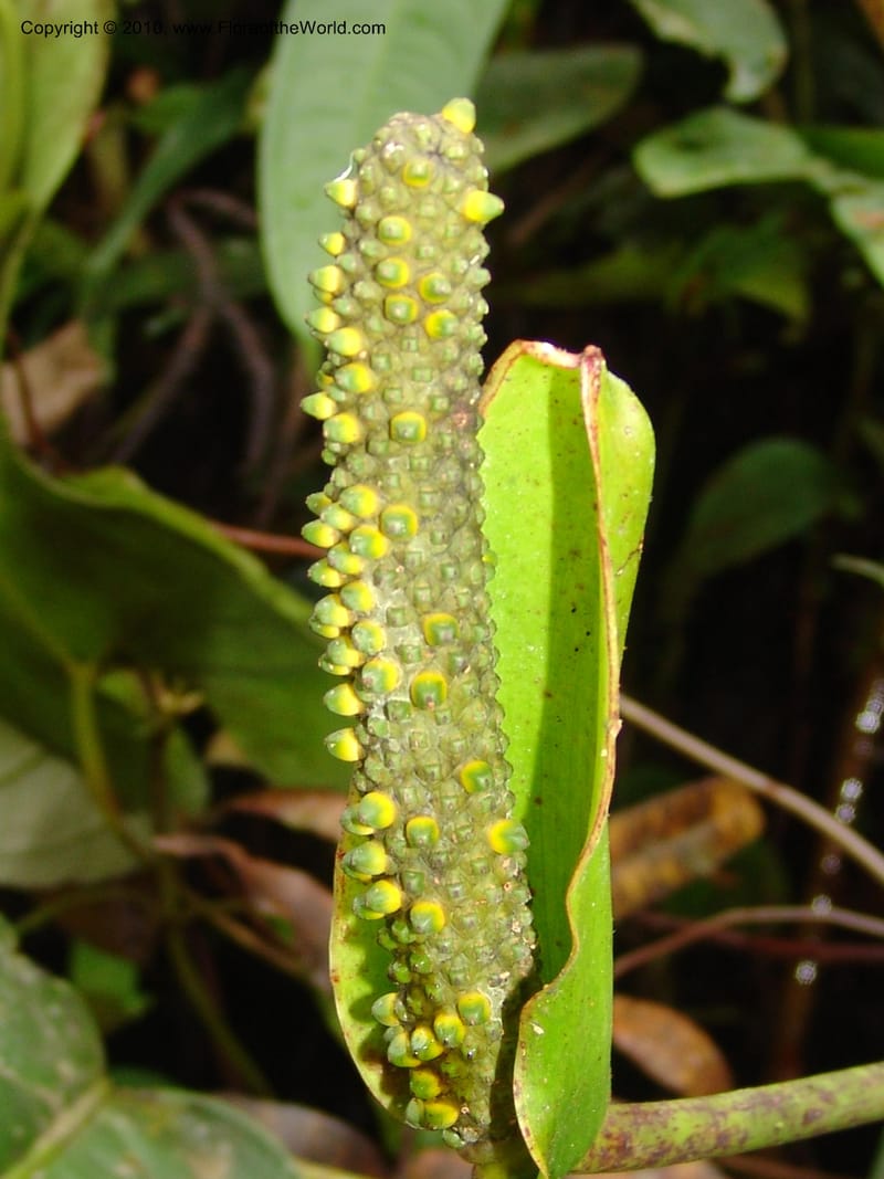 Anthurium incomptum, Croat 96349--Ecuador. Prov. Pichincha. Pacto-Pto. Quito Rd.. 25 Mar 06. 028 (15).jpg