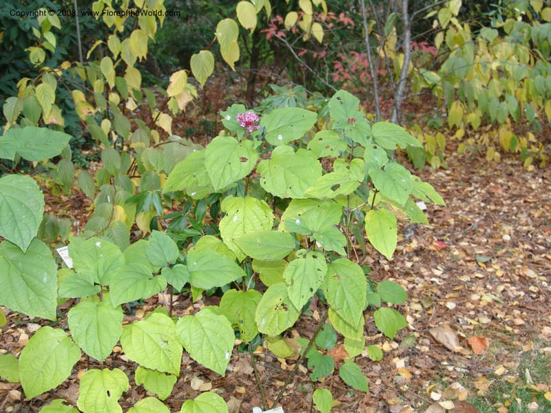 Clerodendrum bungei, 2003.0572--CA. UC Berkeley Bot. Garden. 8 Dec 06. 203.jpg