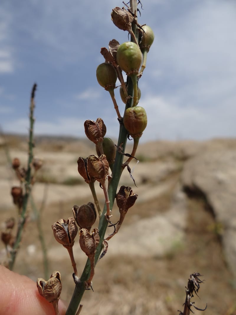 Asphodelus microcarpus--Kurdistan. Germaspan. 21 May 2013. DSC04190 (40).JPG