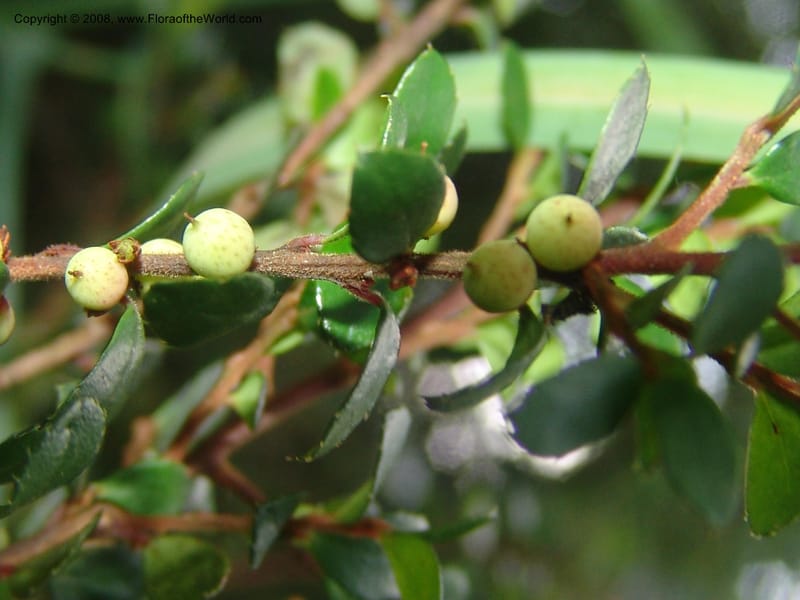 Myrsine africana--So.Africa. Mpumal. Buffelskloof Private Nat. Res. 17 Mch 05. 211.jpg