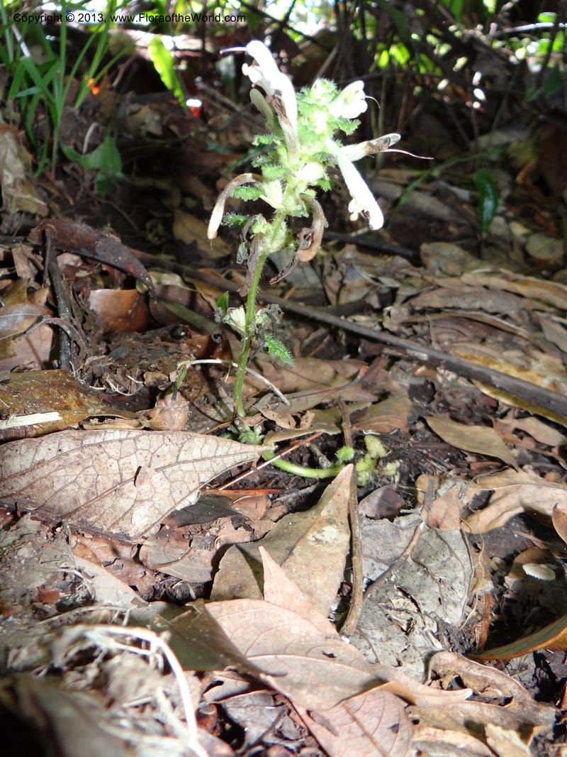 Pedicularis, VC 5501--Thailand. Chiang Mai. Doi Inthanon Nat. Park. 8 Nov 2012. DSC07747 (44).JPG