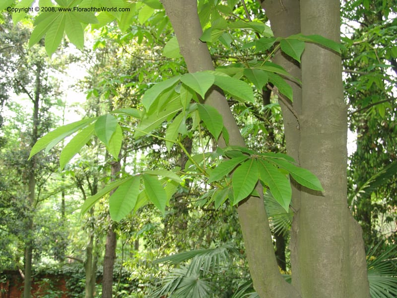 Aesculus wilsonii, 041380105--China. Hubei. Wuhan Botanical Garden. 24 Apr 07. 315.jpg