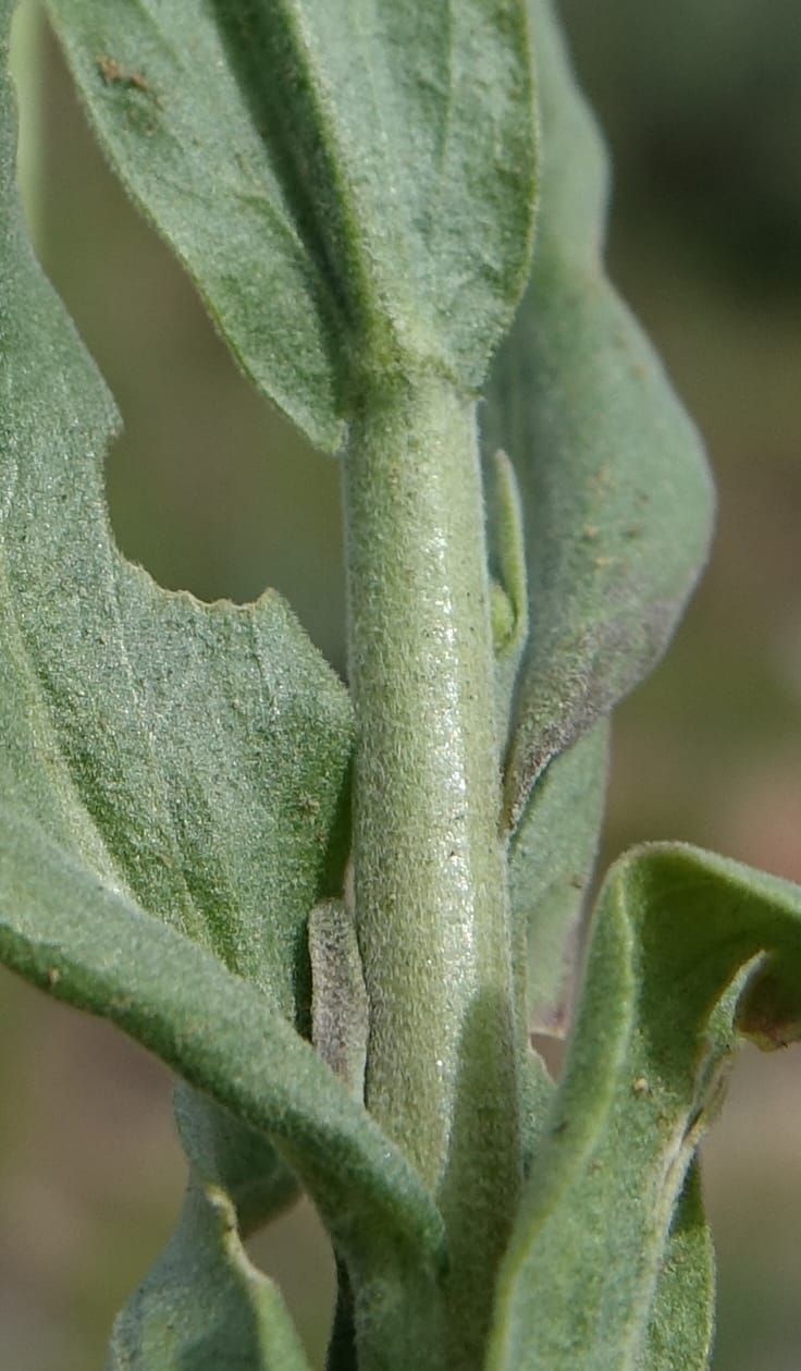 Boechera holboellii var. retrofracta, C. Davidson 13554--ID. Blaine Co. Rock Creek Preserve. TNC. 13 May 2017. DSC00171 (281).JPG