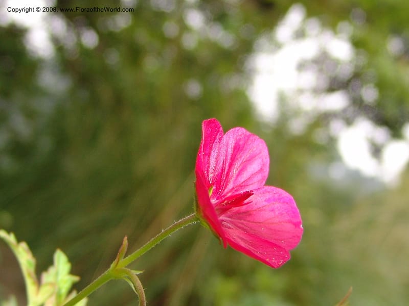 Geranium caespitosum, 79.0605--CA. UC Berkeley Bot. Garden. 31 May 07. 014.jpg