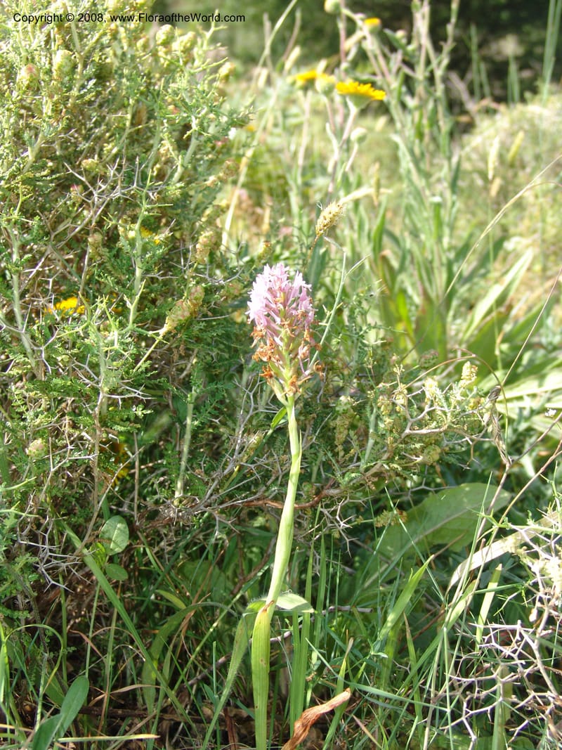 Anacamptis pyramidalis--Crete. Ep. Kisamos. Sirikari Gorge. 25 May 05. 086.jpg