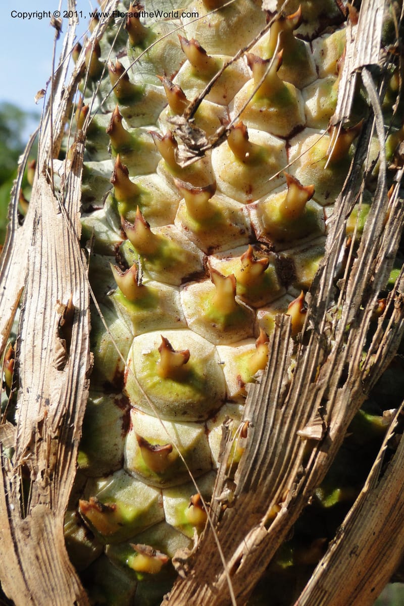Pandanus urophyllus, Regalado 1955--Viet Nam. Forest Block 19. 15 May 2011. 019 (11).jpg