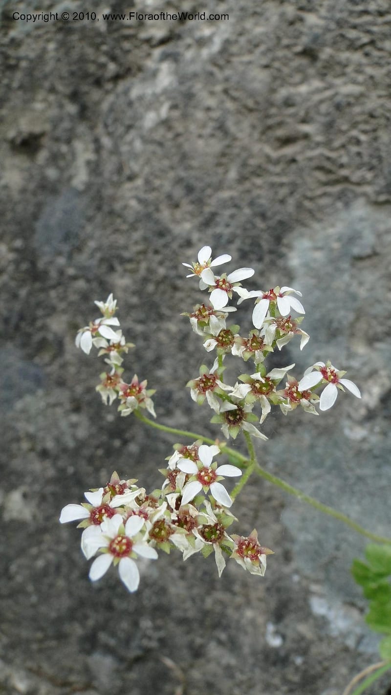 Suksdorfia ranunculifolia, B. Ertter 19978--Idaho. Valley County. 1 July 2010. 085 (26).jpg