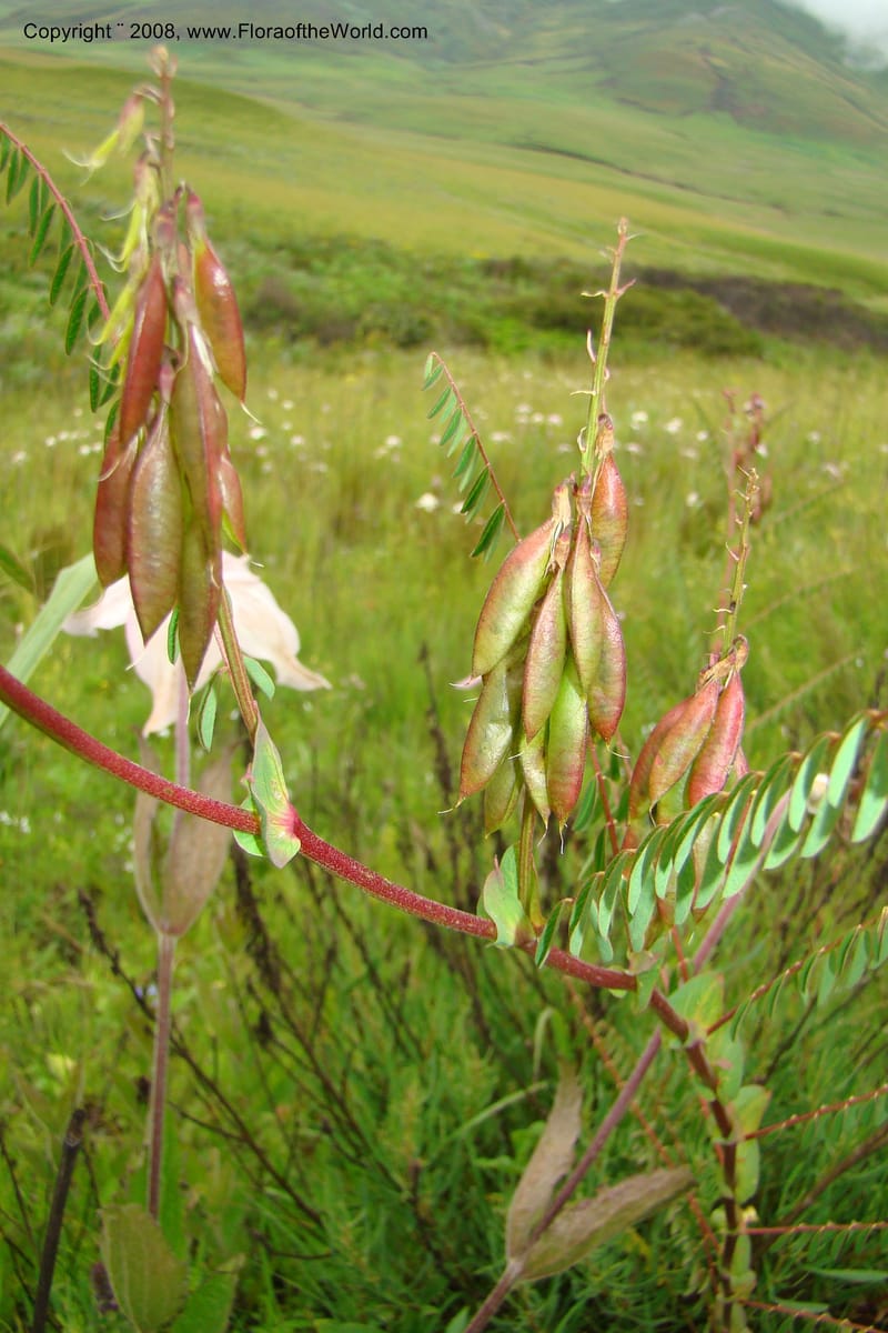 Astragalus atropilosulus ssp. burkeanus, WKindeketa3042--Tanz. Makete Distr. Kitulo Nat. Pk. 25 Jan 08. 229.jpg