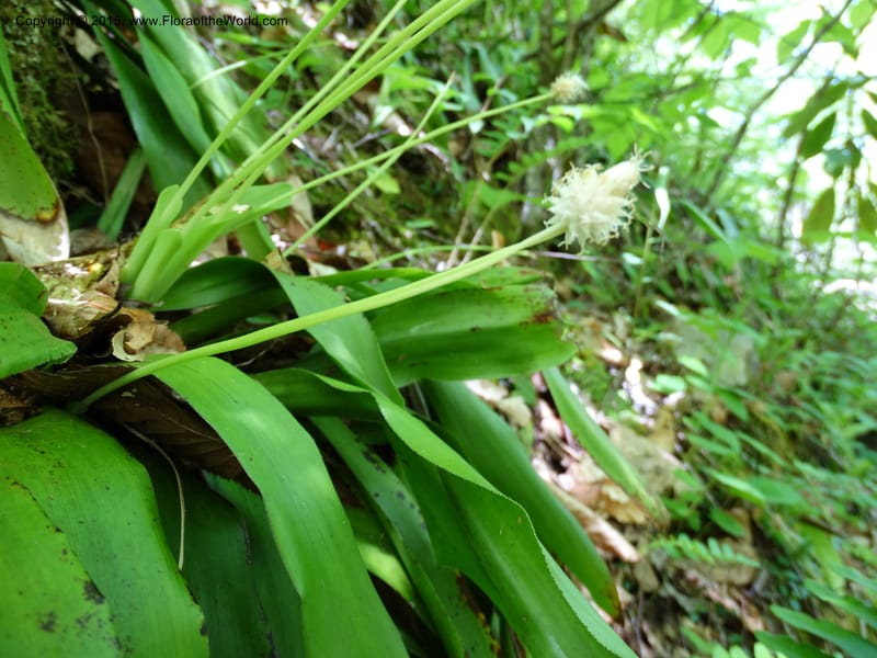 Cymophyllus fraserianus, Davidson, C 12984--North Carolina. Clay Co. Perry Gap Rd, Barnard's Cr. 13 May 2015. DSC04860 (62).JPG