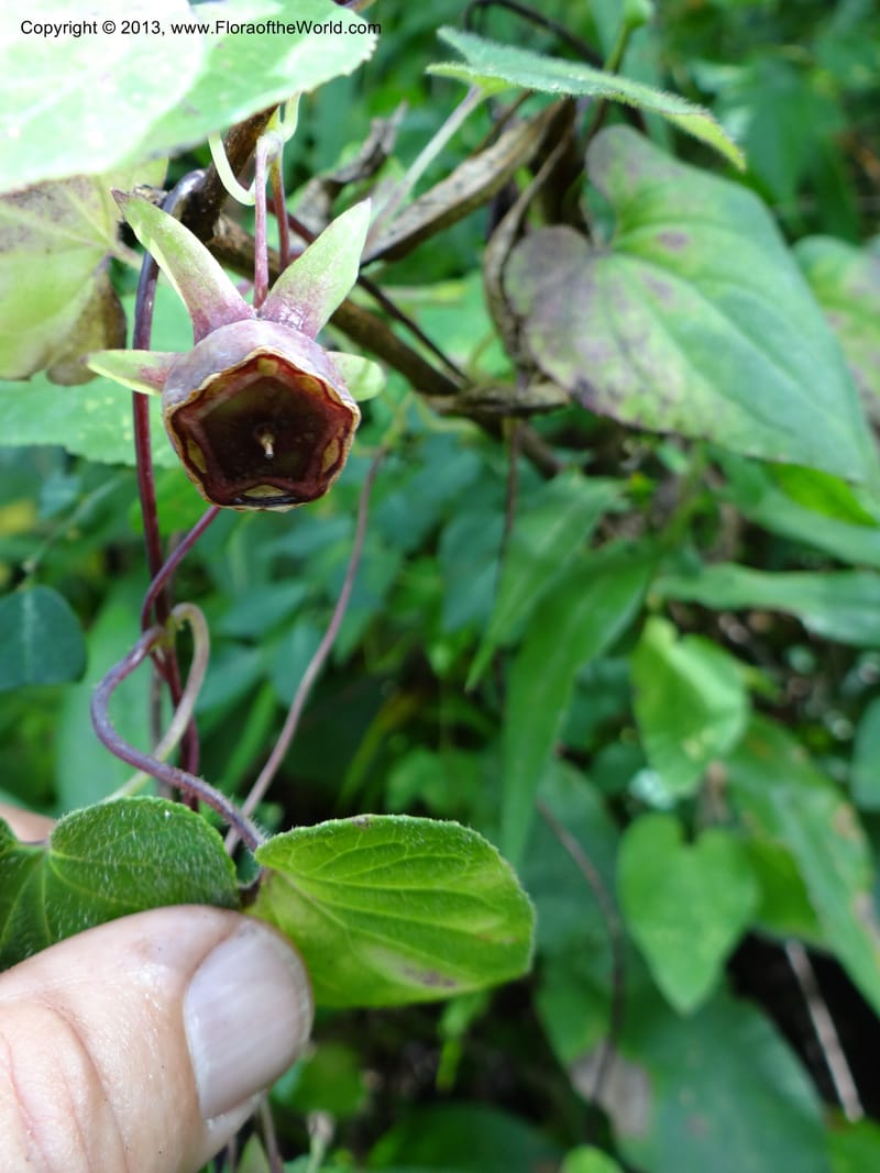 Codonopsis, VC 5577--Thailand. Chiang Mai. Doi Chiang Dao. 11 Nov 2012. DSC08648 (187).JPG