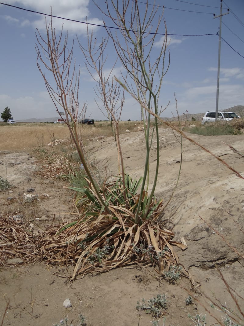 Asphodelus microcarpus--Kurdistan. Germaspan. 21 May 2013. DSC04190 (59).JPG