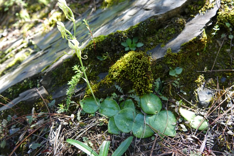 Habenaria, not collected--China. Sichuan. Yibailingba-gou. 12 Aug 2017. DSC04660 (353).JPG