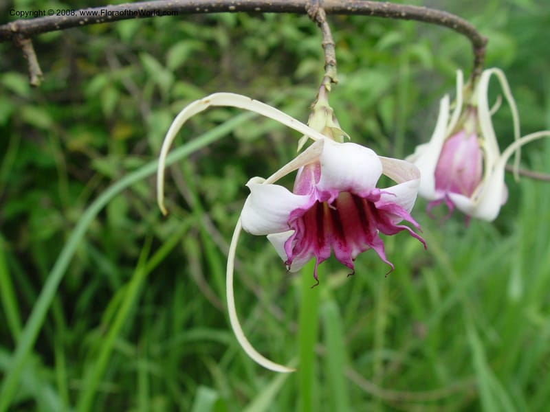 Strophanthus--Ghana. Aburi Hills. Near Larteh, e. of Aburi. 13 Dec 03. 016.jpg