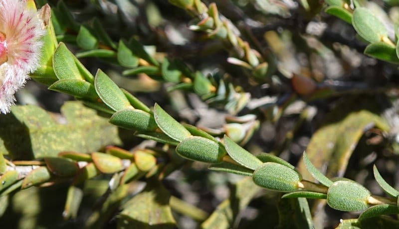 Verticordia ovalifolia, Davidson, C 13408--Australia. W.A. Badingara Tavern Jct. 23 Oct 2016. DSC04482 (73).JPG