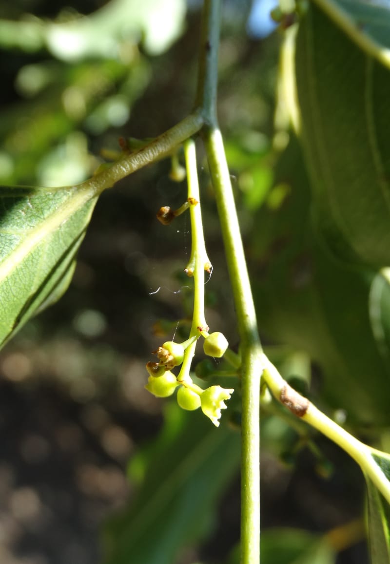 Ventilago, Bruy, D 114--New Caledonia. Tina. 10 Nov 2015. DSC00610 (145).JPG