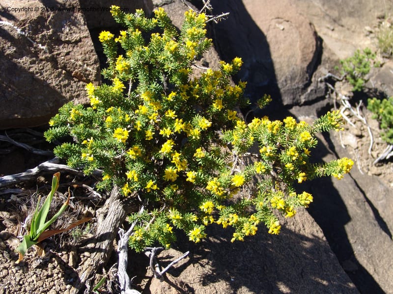 Euryops candollei--So.Africa. E. Cape. Joubert's Pass, SE of Lady Gray. 9 Mch 05. 010.jpg