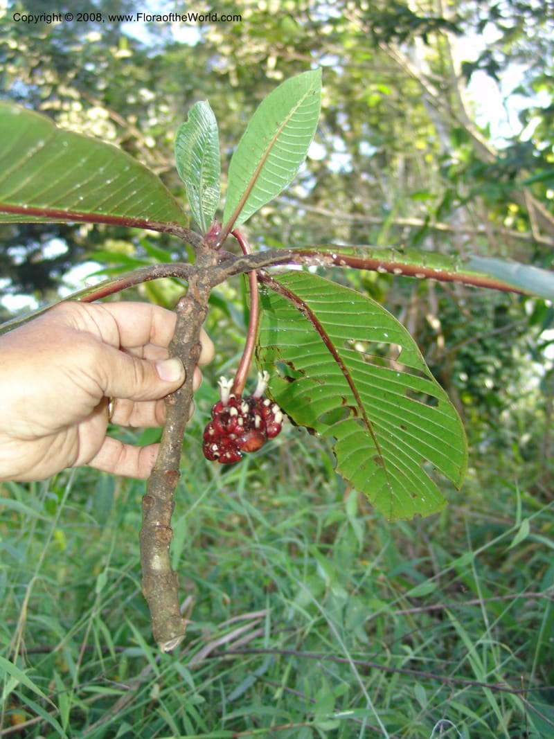 Psychotria megalopus, RGereua6874--Tanz. Nawenge For. Res., ca. Mahenge. 19 Feb 06. 128.jpg