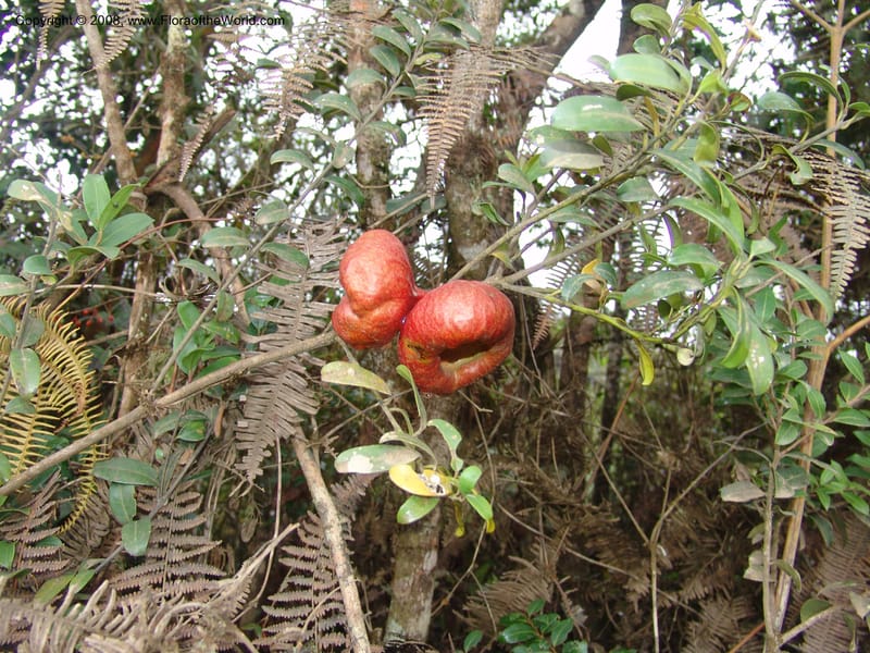 Tambourissa parvifolia, R.Ranaivojaona1324--Madag.  Prov. Fianar. Ranomafana Nat. Pk. 11 Jan 06. 015.jpg