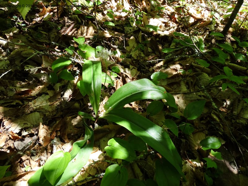 Clintonia umbellulata, Davidson, C 12988--North Carolina. Clay Co. Perry Gap Rd, Barnard's Cr. 13 May 2015. DSC04860 (268).JPG