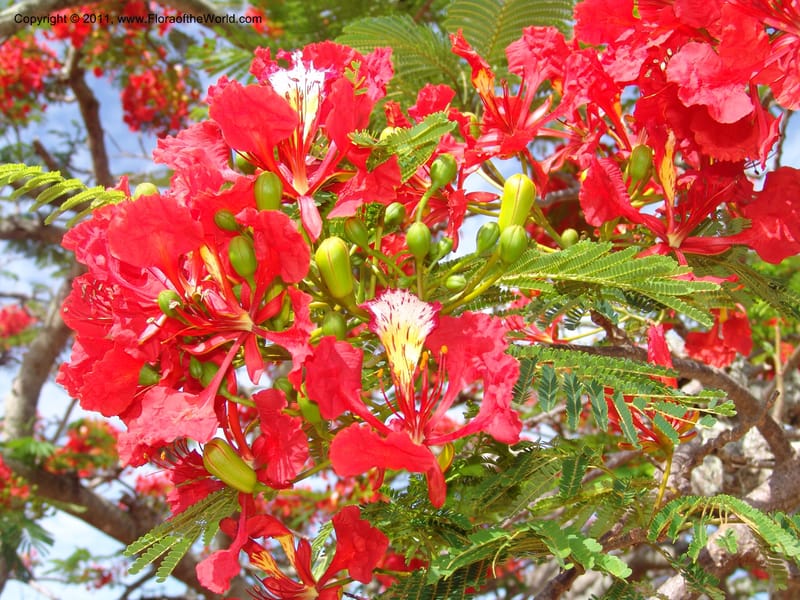 Delonix regia, ROR1560--Madag. Prov. Antsir. Orangea For. Pres. 9 Nov 06. 220 (6).jpg