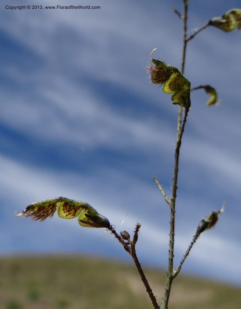 Adesmia, WDS 34191--Chile. Cta. 115. La Laguna. 22 Feb 2013. DSC02595 (59).JPG