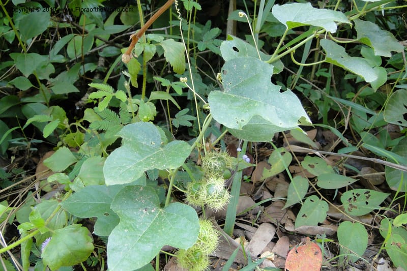 Passiflora foetida, not collected--Viet Nam. Da Ha to Tan Not R. Sta. 14 May 2011. 121 (4).jpg