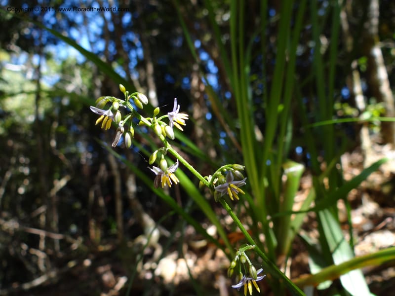 Dianella, B. Gray 9076--Australia. Queensland. Mt. Haig, Tinnaroo Hills. 24 Sep 2011. (49).JPG