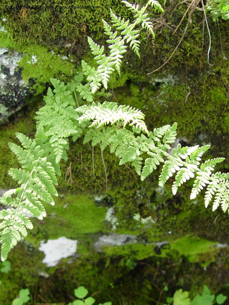 Woodsia obtusa--CT. Near Ashley Falls. Bartholomew's Cobble. 28 Jun 03. 065.jpg