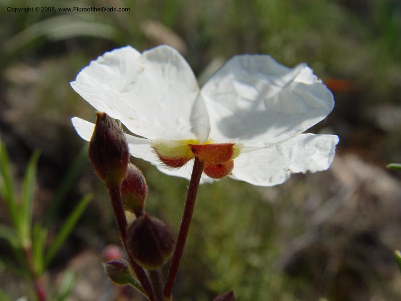 Cistus clusii--Spain. Andalucia. On C333, ca. 5 km E of Orgiva. 14 Apr 04. 065.jpg