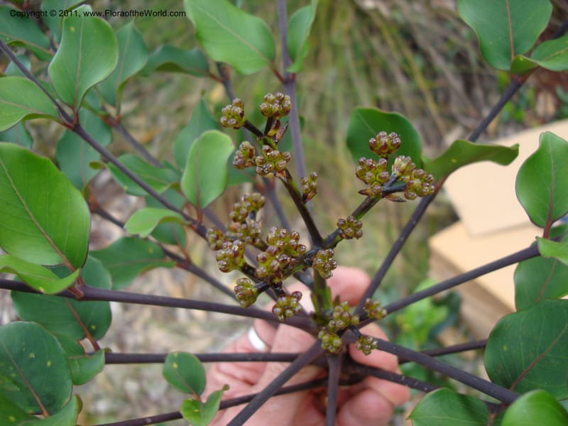 Polyscias, Lowry, P 6897--New Caledonia, Prov du Nord, Plateau de Poro, 16 ov 2007, (59).jpg