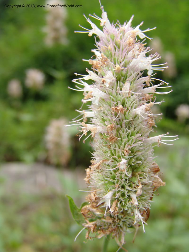 Agastache urticifolia, CDavidson11110--ID. Adams Co. For. Serv. Rd. 453, to Goose Lk. 20 Jul 07. 081.jpg