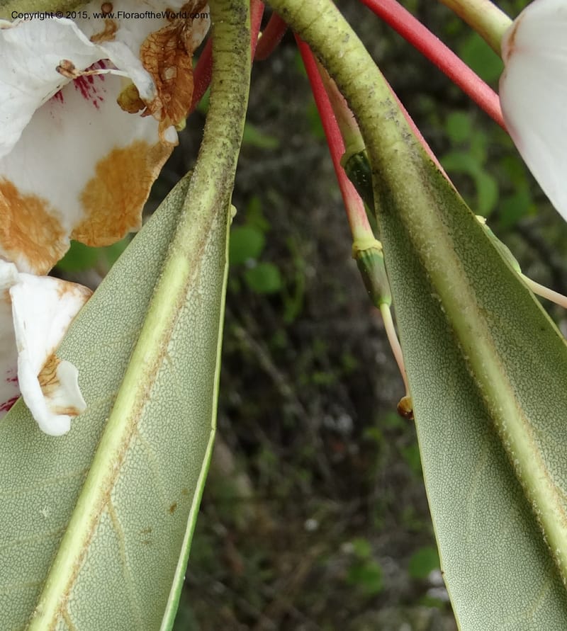 Rhododendron, Boufford, D 43641--China. Sichuan. XiaYingShan to XiangZhai. 10 May 2014. DSC05109 (238).JPG
