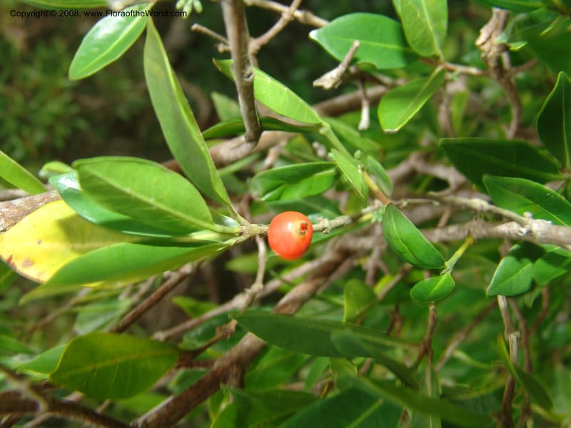 Tricalysia capensis--So.Africa. E. Cape. Umtamvuna Nat. Res. 11 Mch 05. 211.jpg