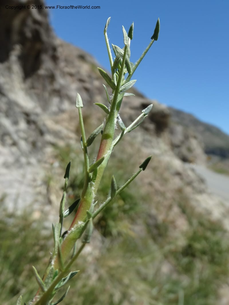 Tetraglochin alatum, Davidson, C 12788--Chile. Ruta 115, to Laguna del Maule. 24 Nov 2014. DSC07486 (303).JPG