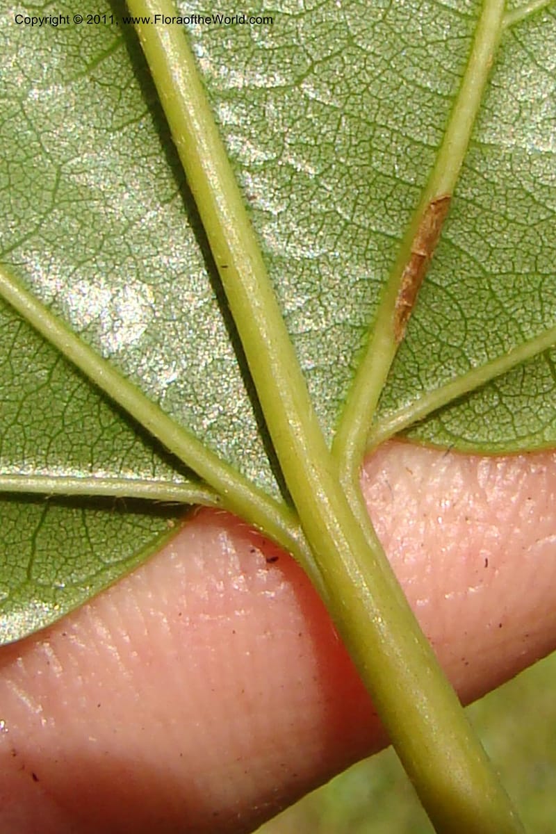 Gouania myriocarpa, Razafindraibe 210--Madagascar. Prov. Fianarantsoa. RN 12. 14 Jan 09. 285 (6).jpg