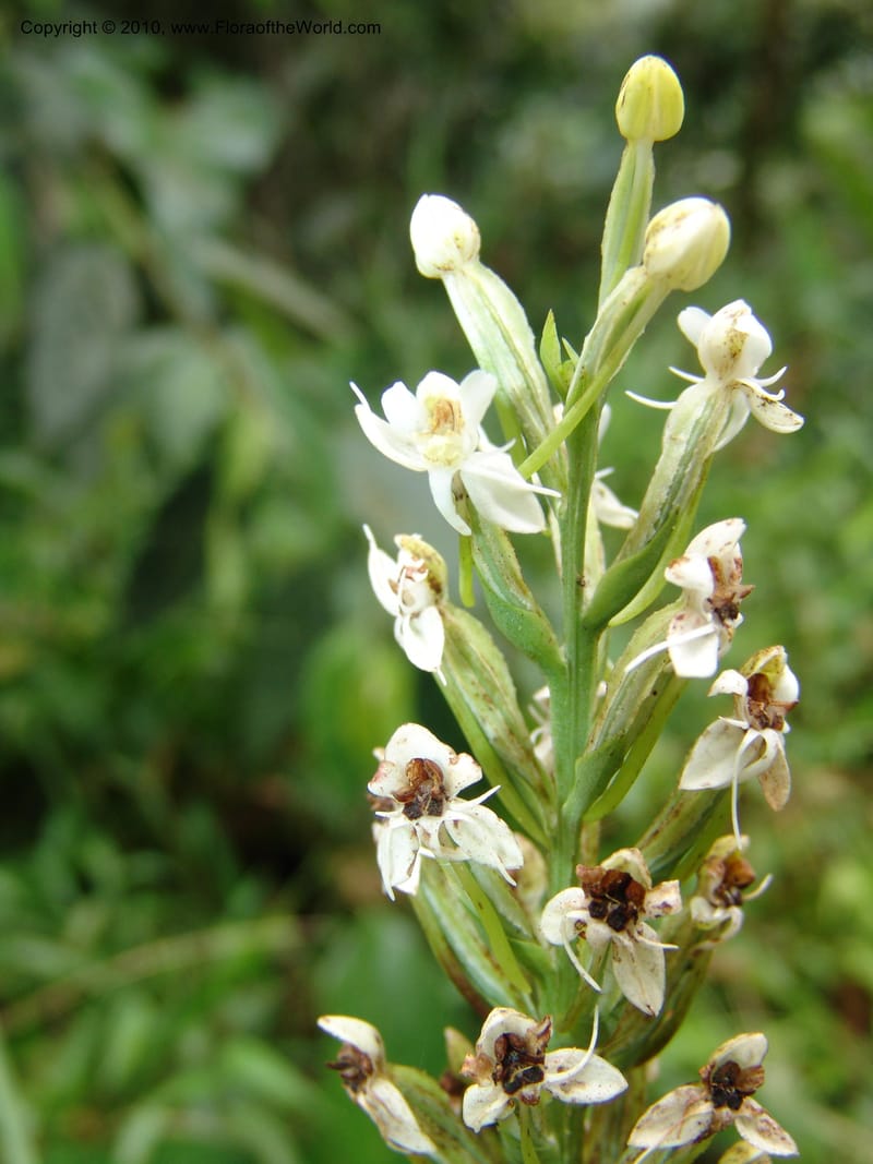 Habenaria, Croat 96282--Ecuador. Prov. Pichincha. La Union-Chiriboga-Quito. 22 Mar 06. 180 (7).jpg