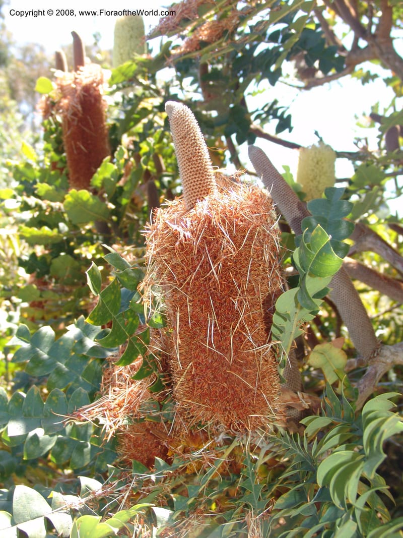 Banksia grandis, 88.120--CA. UC Santa Cruz Arboretum.  1 Jul 06. 098.jpg