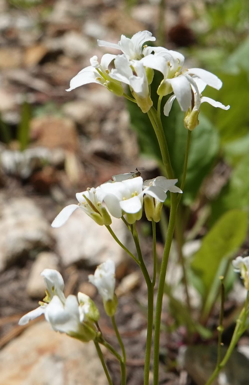 Arabis nuttallii, C. Davidson 14036--ID, Valley Co. Elkl Summit. 18 July 2019. DSC00995 (7).JPG