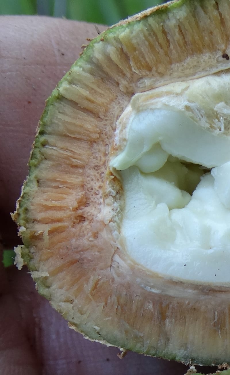 Atuna racemosa, Munzinger, J 7370--Fiji. Wailevu Rd. 6 Nov 2015. FDSC09813 (8).JPG