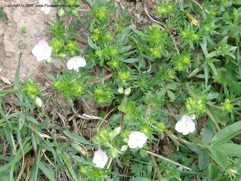 Veronica chamaedrys--Georgia. Kazbeki . Trail-road to Sameba Church. 2 Jun 05. 126.jpg