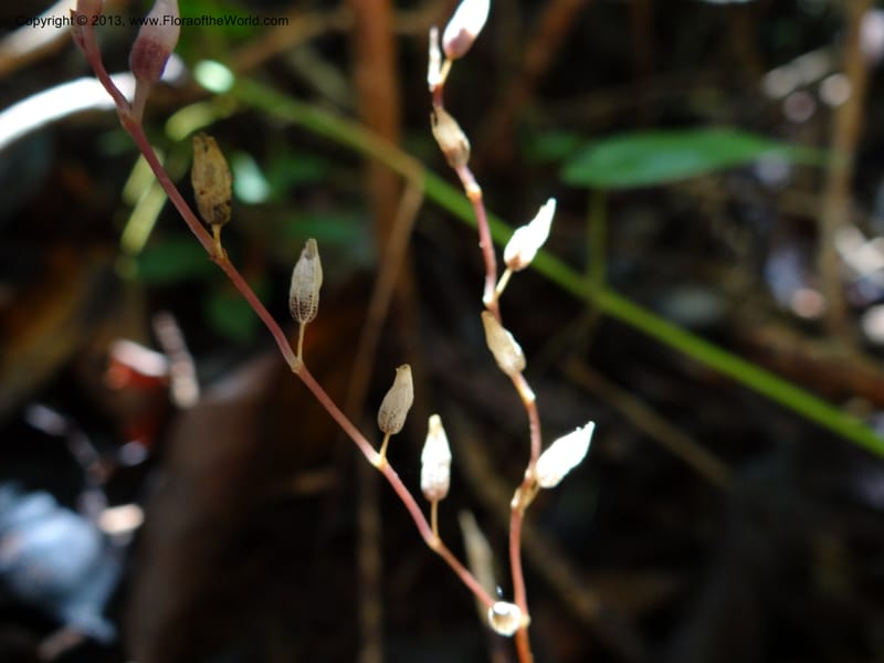 Gymnosiphon, S.98886--Malaysia, Sarawak. Bako Nat. Park. Paku Trail. DSC06071 (19).JPG