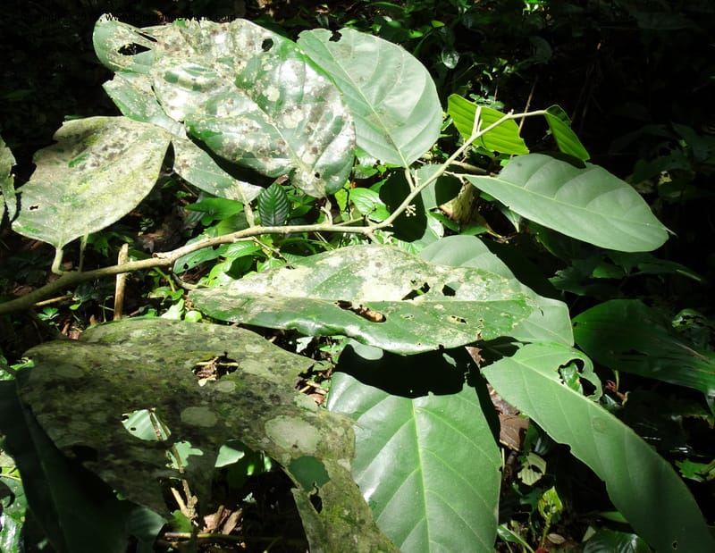 Octoknema, Davidson, C 12386--Cameroon. Bakengili Trail, Mt. Cameroon. 24 Mar 2014. DSC03587 (252).JPG