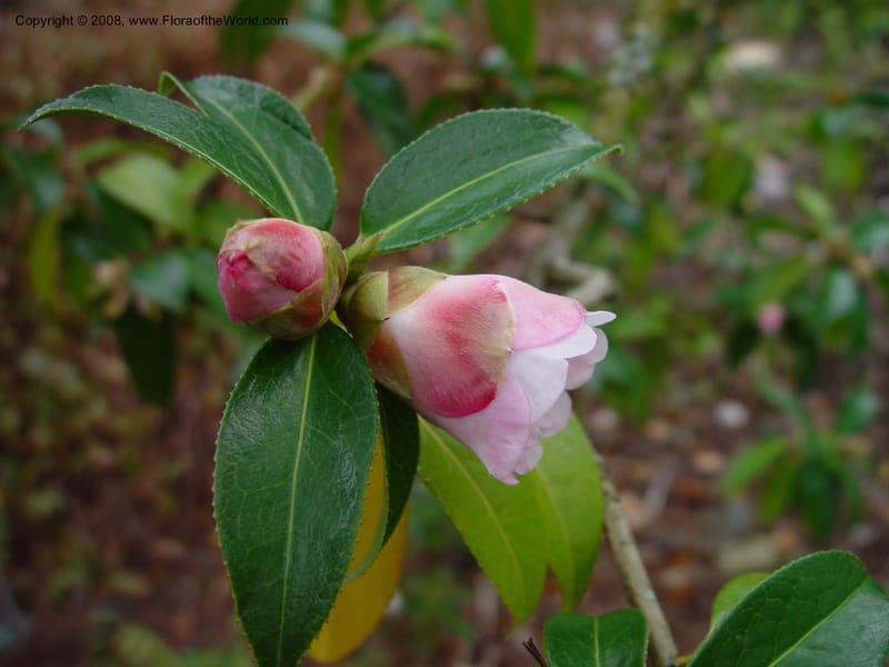 Camellia pitardii var. yunnanica, 54.0431--CA. UC Berkeley Bot. Gard. 11 Feb 03. 010.jpg