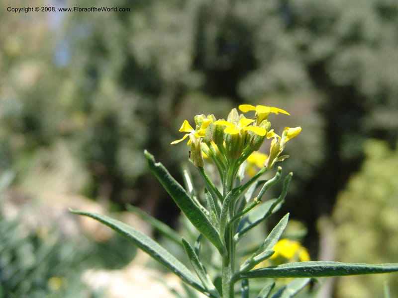 Erysimum suffruticosum--Spain. Andalucia. Jardin Botanico de Cordoba. 2 Oct 04. 118.jpg