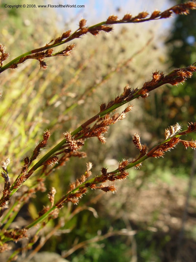 Restio tetraphyllus, 88.0884--CA. UC Berkeley Bot. Gard. 10 Feb 04. 067.jpg
