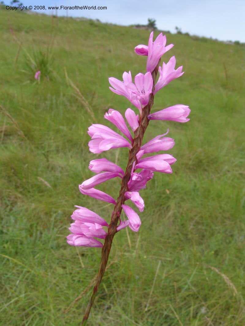 Watsonia densiflora--So.Africa. E. Cape. Umtamvuna Nat. Res. 11 Mch 05. 396.jpg