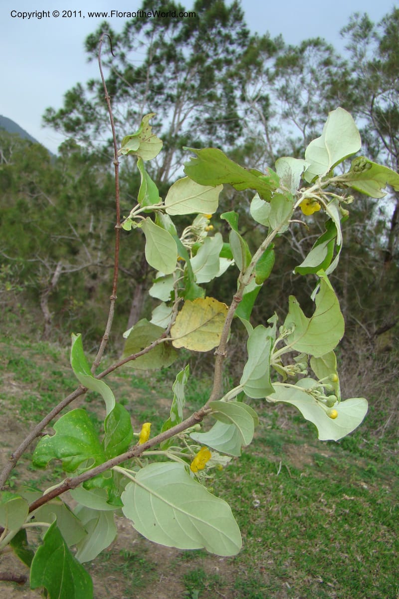 Rhyssopteris timorensis, M. Callmander 808--New Caledonia. Mont Dore. 20 Jan 2010. 001 (248).jpg